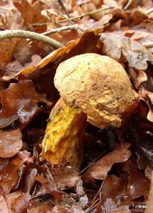 Klikni pro velký obrázek