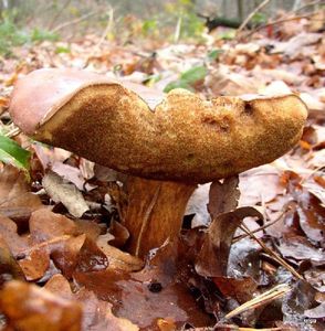 Klikni pro velký obrázek