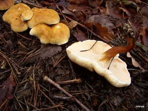 Klikni pro velký obrázek