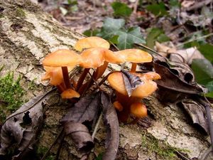 Klikni pro velký obrázek