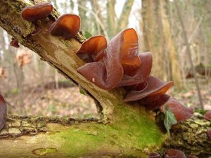 Klikni pro velký obrázek