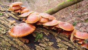 Klikni pro velký obrázek