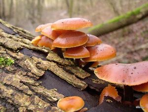 Klikni pro velký obrázek