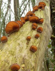 Klikni pro velký obrázek