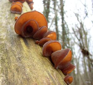 Klikni pro velký obrázek