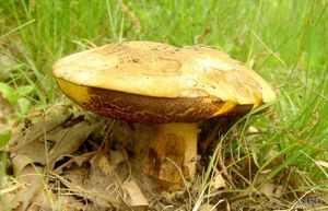 Klikni pro velký obrázek