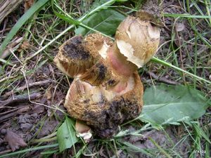 Klikni pro velký obrázek