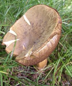 Klikni pro velký obrázek