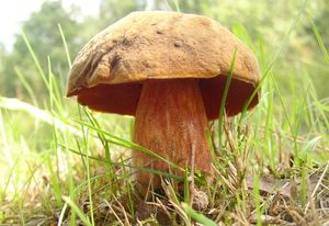 Klikni pro velký obrázek