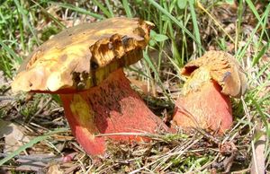 Klikni pro velký obrázek