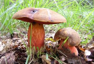 Klikni pro velký obrázek