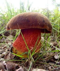 Klikni pro velký obrázek