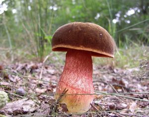 Klikni pro velký obrázek