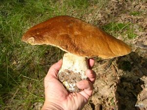 Klikni pro velký obrázek