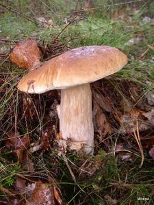 Klikni pro velký obrázek