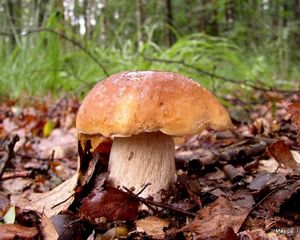 Klikni pro velký obrázek