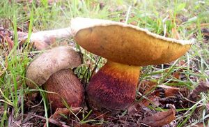 Klikni pro velký obrázek