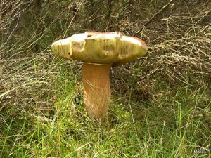 Klikni pro velký obrázek