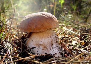 Klikni pro velký obrázek