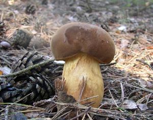 Klikni pro velký obrázek