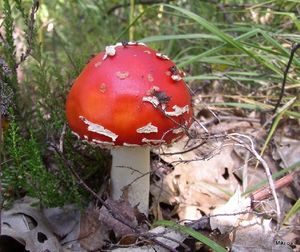 Klikni pro velký obrázek