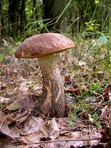 Klikni pro velký obrázek