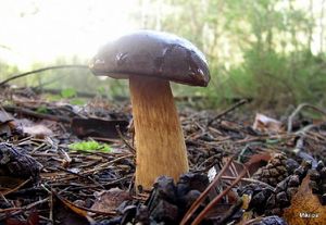 Klikni pro velký obrázek