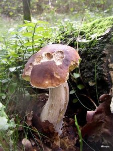 Klikni pro velký obrázek