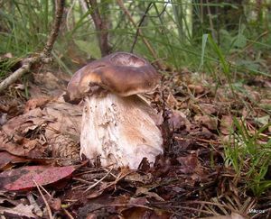 Klikni pro velký obrázek