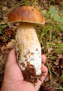 Klikni pro velký obrázek