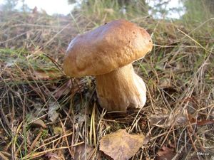 Klikni pro velký obrázek