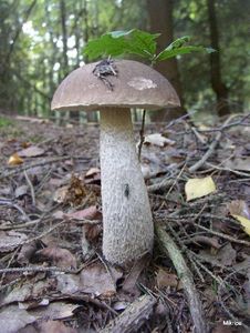 Klikni pro velký obrázek