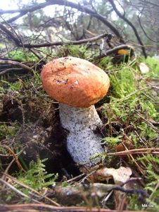 Klikni pro velký obrázek