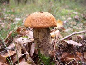 Klikni pro velký obrázek