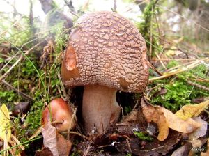 Klikni pro velký obrázek