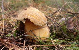 Klikni pro velký obrázek