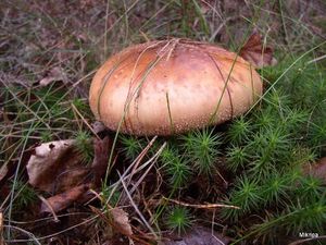 Klikni pro velký obrázek