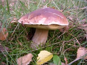 Klikni pro velký obrázek