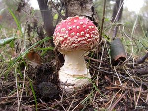 Klikni pro velký obrázek