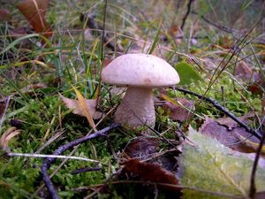 Klikni pro velký obrázek