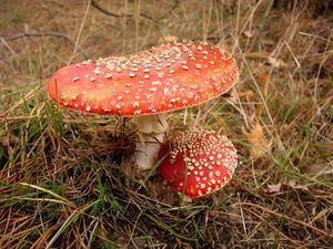 Klikni pro velký obrázek