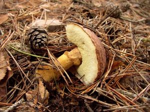 Klikni pro velký obrázek