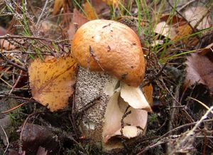 Klikni pro velký obrázek