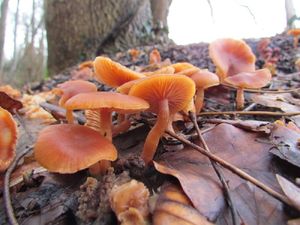 Klikni pro velký obrázek