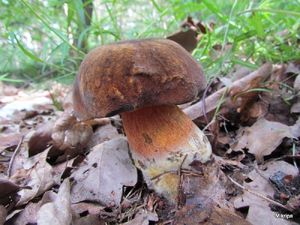 Klikni pro velký obrázek