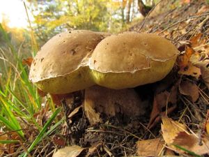 Klikni pro velký obrázek