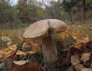 Klikni pro velký obrázek