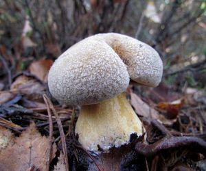 Klikni pro velký obrázek