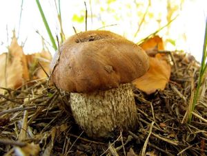 Klikni pro velký obrázek