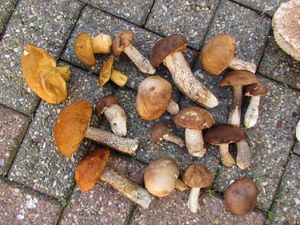 Klikni pro velký obrázek